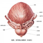 你知道吗?男人尿液反映前列腺危机